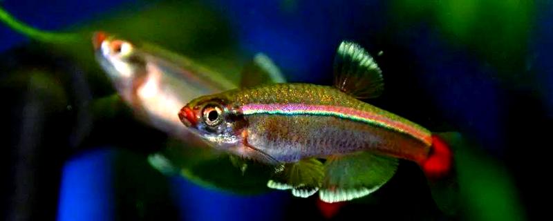 七彩白云金丝鱼好不好养，是比较容易饲养的