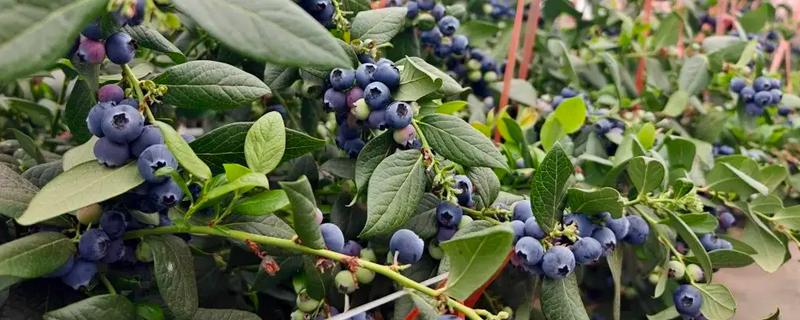 蓝莓的生长地，世界各地均有蓝莓分布