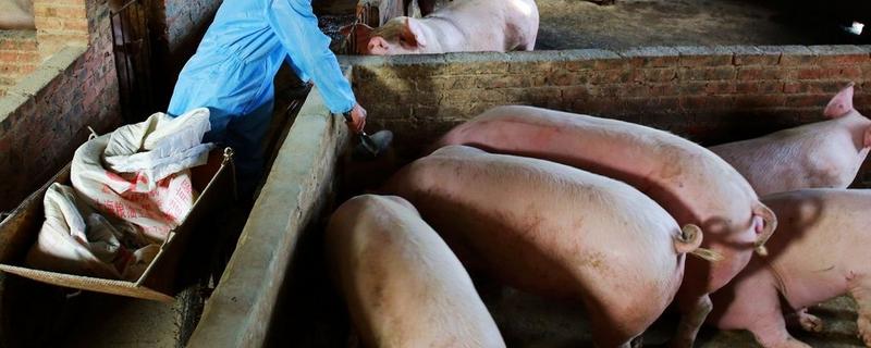 猪瘟的防治方法，温和型猪瘟可注射重症太保针