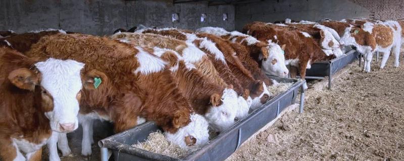 养牛有什么基础知识，定期防疫可降低发病率