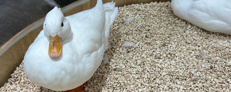 宠物鸭子的寿命，一般能存活6-12年左右