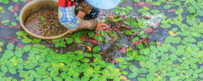 种植莼菜的前景，种植的人不多前景可观