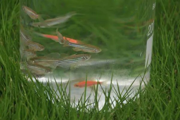 斑马鱼吃不吃虾,投喂虾类可让它的体色更鲜艳