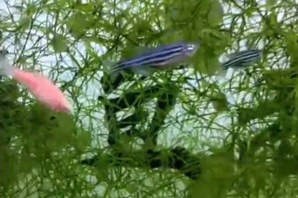 斑马鱼吃不吃虾,投喂虾类可让它的体色更鲜艳