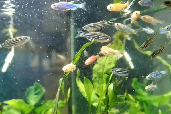 斑马鱼吃不吃虾,投喂虾类可让它的体色更鲜艳