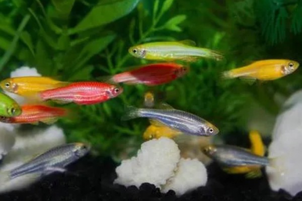 斑马鱼吃不吃虾,投喂虾类可让它的体色更鲜艳