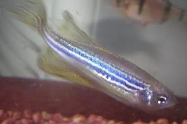 斑马鱼吃不吃虾,投喂虾类可让它的体色更鲜艳