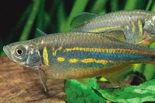 斑马鱼吃不吃虾,投喂虾类可让它的体色更鲜艳