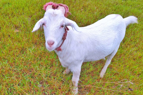 一只羊多少斤，生长一年可以达到20-30斤