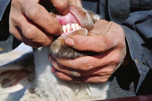 一只羊多少斤，生长一年可以达到20-30斤