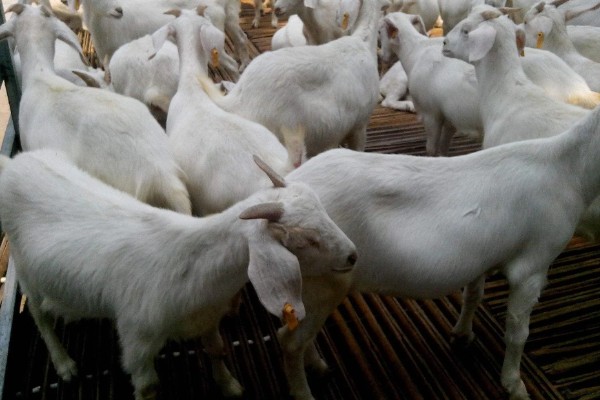 一只羊多少斤，生长一年可以达到20-30斤