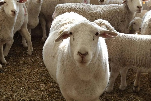 一只羊多少斤，生长一年可以达到20-30斤