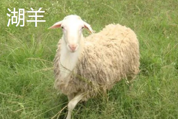 一只羊多少斤，生长一年可以达到20-30斤