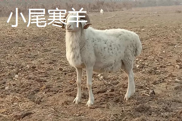 一只羊多少斤，生长一年可以达到20-30斤