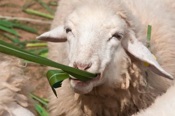 一只羊多少斤，生长一年可以达到20-30斤