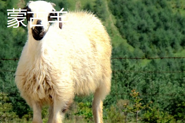 一只羊多少斤，生长一年可以达到20-30斤