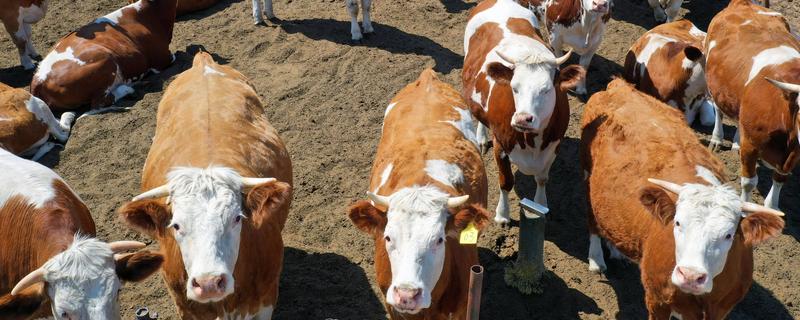 肉牛怎么催肥，按照少许多次的方式喂食