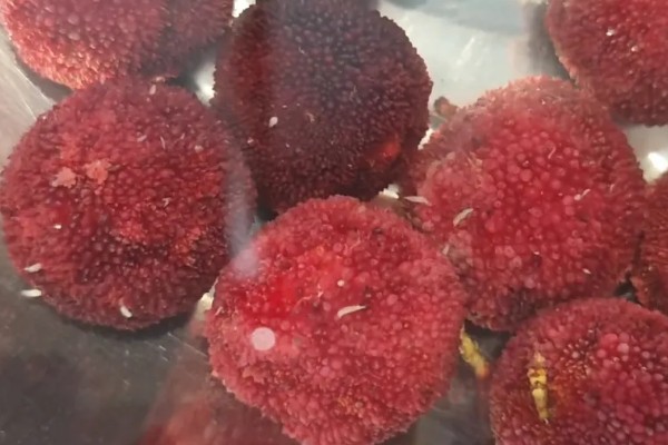 杨梅果蝇的发生规律，杨梅进入成熟期容易发生果蝇