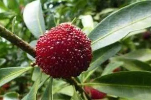 杨梅果蝇的发生规律，杨梅进入成熟期容易发生果蝇