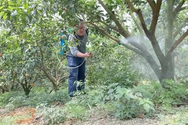 杨梅果蝇的发生规律，杨梅进入成熟期容易发生果蝇