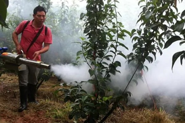 杨梅果蝇的发生规律，杨梅进入成熟期容易发生果蝇