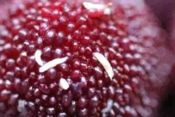 杨梅果蝇的发生规律，杨梅进入成熟期容易发生果蝇