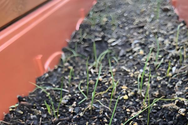 韭菜15天了为何不长，陈旧的种子不易出芽