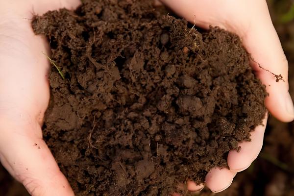 韭菜15天了为何不长，陈旧的种子不易出芽