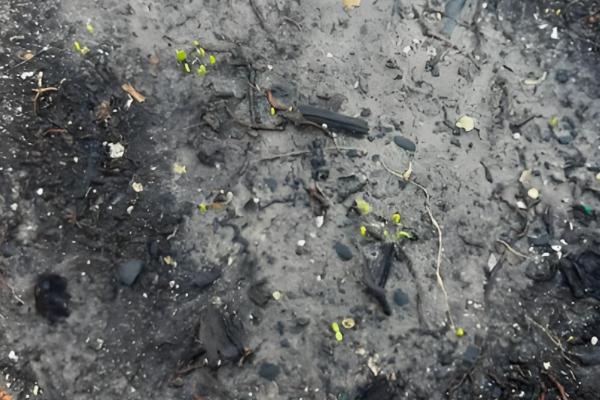 韭菜15天了为何不长，陈旧的种子不易出芽