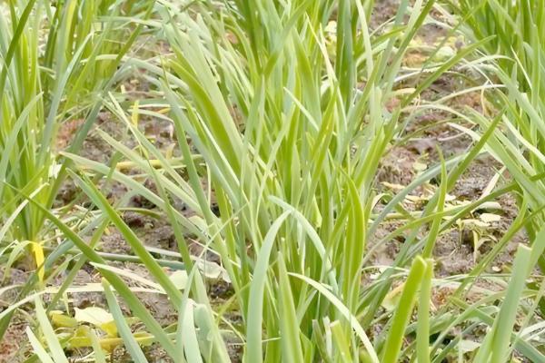 韭菜15天了为何不长，陈旧的种子不易出芽