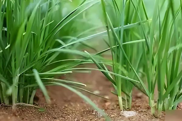 韭菜15天了为何不长，陈旧的种子不易出芽