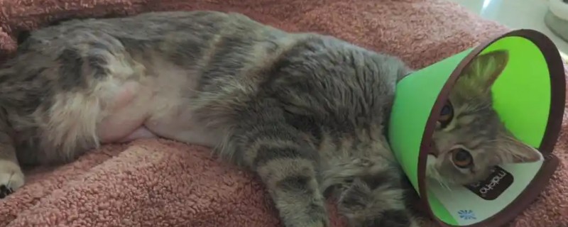 猫绝育过多长时间才能摘下头套，要等伤口愈合后才可以取下来