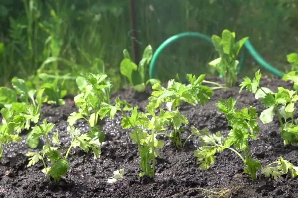 芹菜浇水过多会不会死，浇水过多会出现死亡