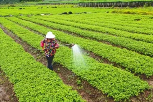 芹菜浇水过多会不会死，浇水过多会出现死亡