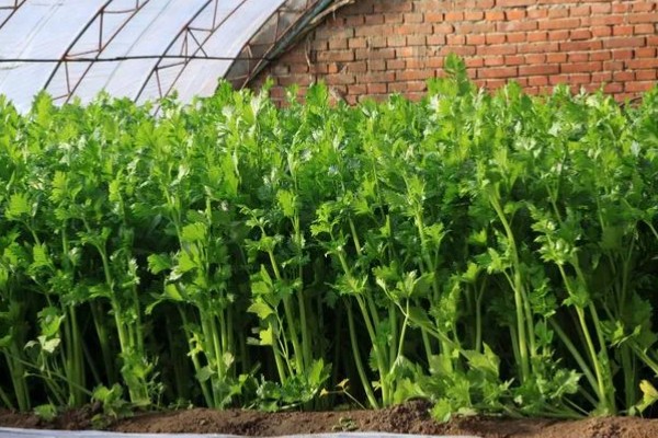 芹菜浇水过多会不会死，浇水过多会出现死亡