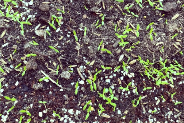 芹菜浇水过多会不会死，浇水过多会出现死亡