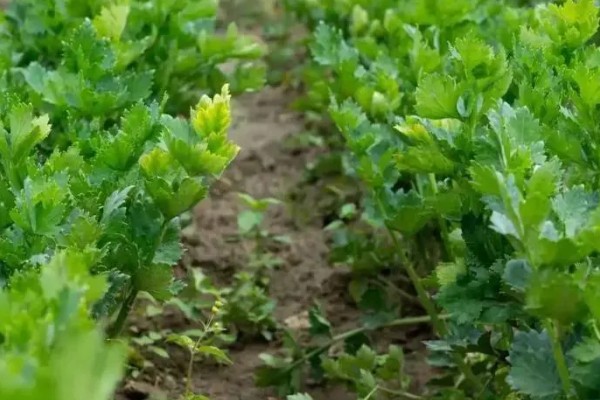 芹菜浇水过多会不会死，浇水过多会出现死亡