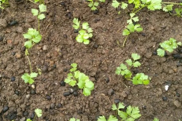 芹菜浇水过多会不会死，浇水过多会出现死亡