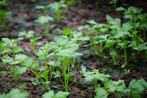 芹菜浇水过多会不会死，浇水过多会出现死亡