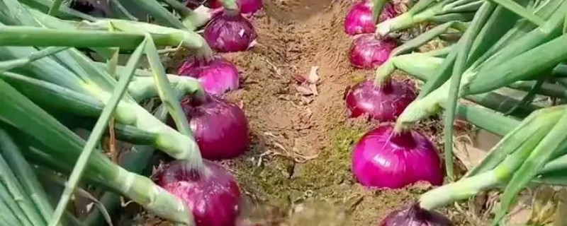 洋葱什么时候容易发生黑曲霉病，高温和高湿条件下容易发生