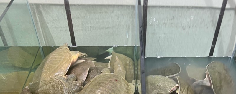 甲鱼的换水间隔，每隔7-15天换一次