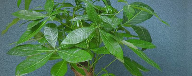 发财树能不能一直水培，长到50厘米左右时需改为土培