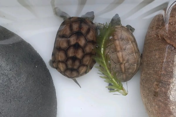 养哪些乌龟品种不犯法，推荐中华草龟、巴西龟等