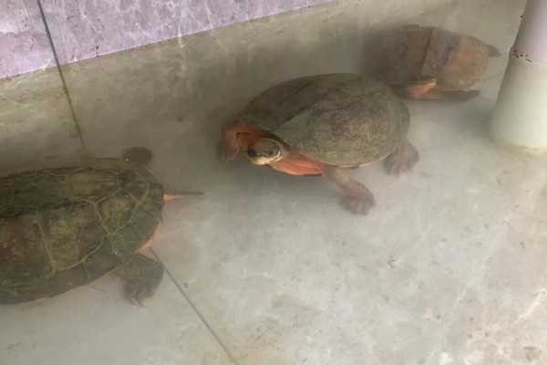 养哪些乌龟品种不犯法，推荐中华草龟、巴西龟等