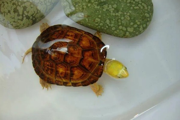 养哪些乌龟品种不犯法，推荐中华草龟、巴西龟等