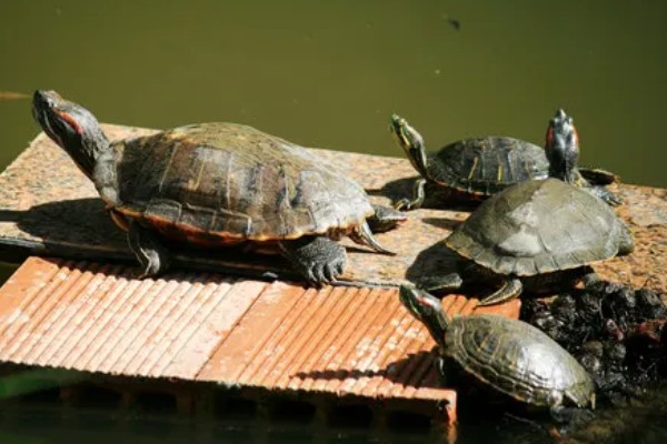 养哪些乌龟品种不犯法，推荐中华草龟、巴西龟等