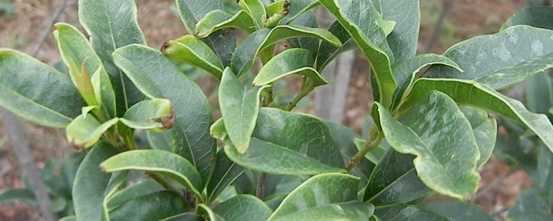 桂花白粉病的防治方法，剪除病叶并喷施三唑酮和粉锈宁