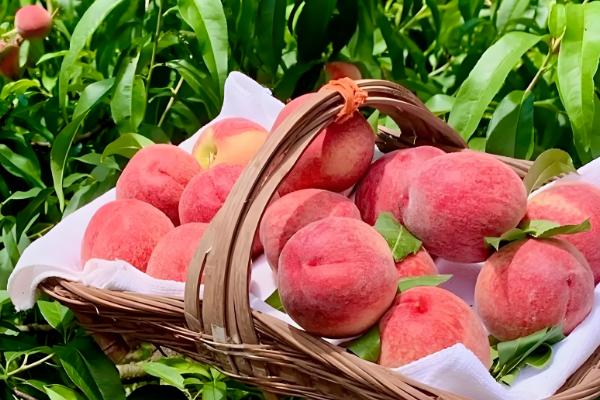 最甜的桃子品种，推荐平谷大桃、玉露美人等