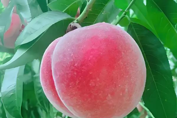 最甜的桃子品种，推荐平谷大桃、玉露美人等