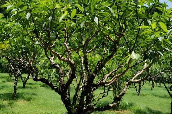 最甜的桃子品种，推荐平谷大桃、玉露美人等